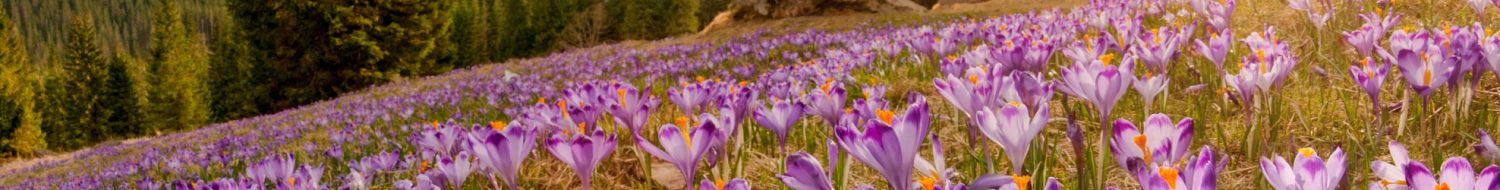 Magnificent sunset over mountain meadow with beautiful blooming purple crocuses Magnificent sunset over mountain meadow with beautiful blooming purple crocuses. Chocholowska valley, Tatra Mountains, Carpathians, Poland